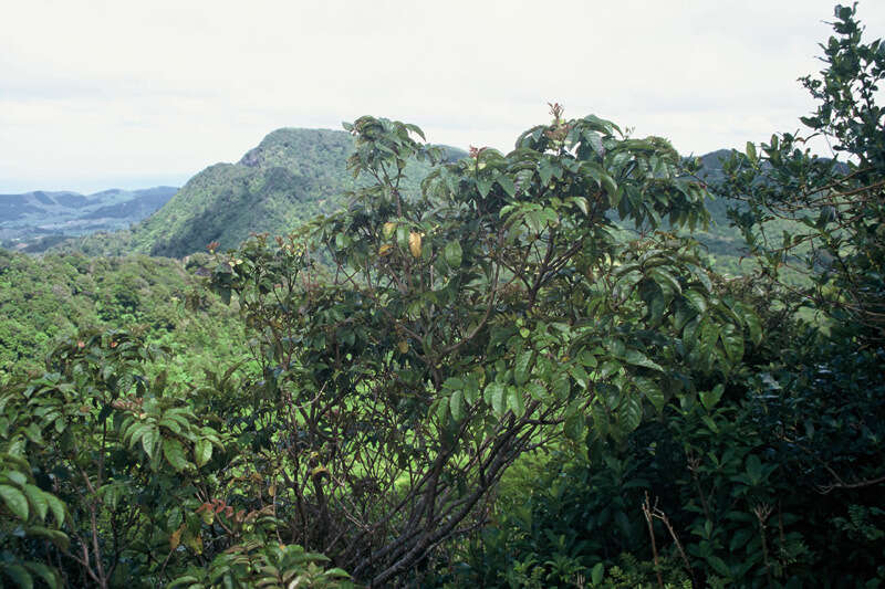 Image of Ackama nubicola de Lange