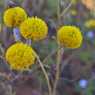 Oncosiphon grandiflorum (Thunb.) M. Källersjö的圖片