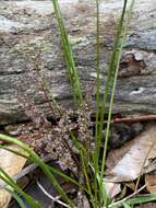 Image of Lomandra micrantha subsp. micrantha