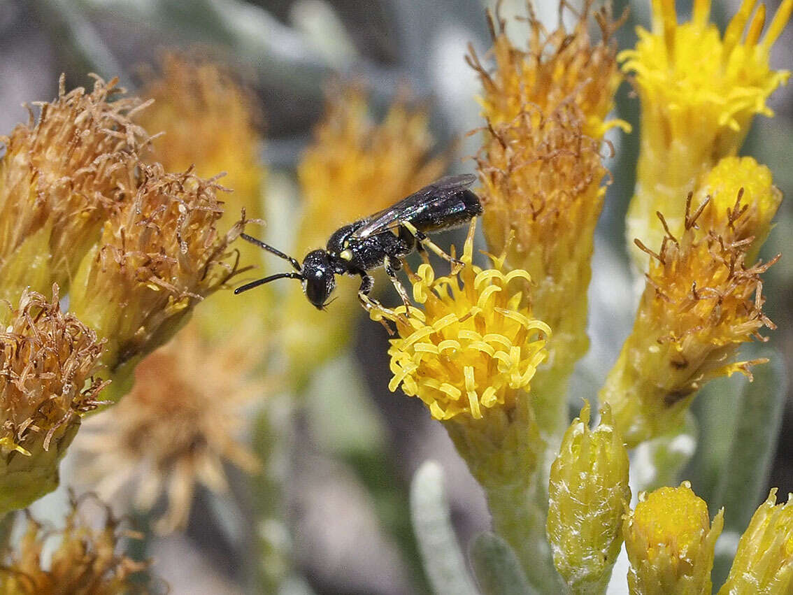 Image de Hylaeus pictipes Nylander 1852