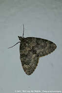 صورة Chloroclysta miata Linnaeus 1758