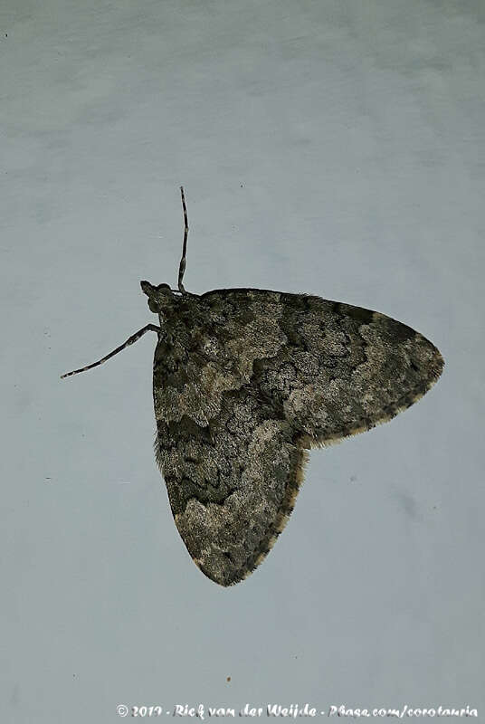 صورة Chloroclysta miata Linnaeus 1758