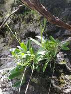 Image of Sinapidendron frutescens subsp. succulentum (Lowe) Rustan