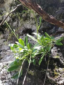 Image of Sinapidendron frutescens (Sol.) Lowe