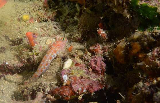 Image de Vanneaugobius