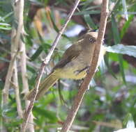 Image of Andropadus importunus oleaginus Peters & W 1868