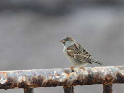 Image of Passer domesticus biblicus Hartert 1904