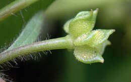 Image of smallflower buttercup