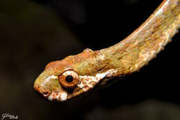 Image of Blunt-head Slug Snake