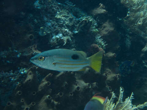 Image of Blackspot snapper