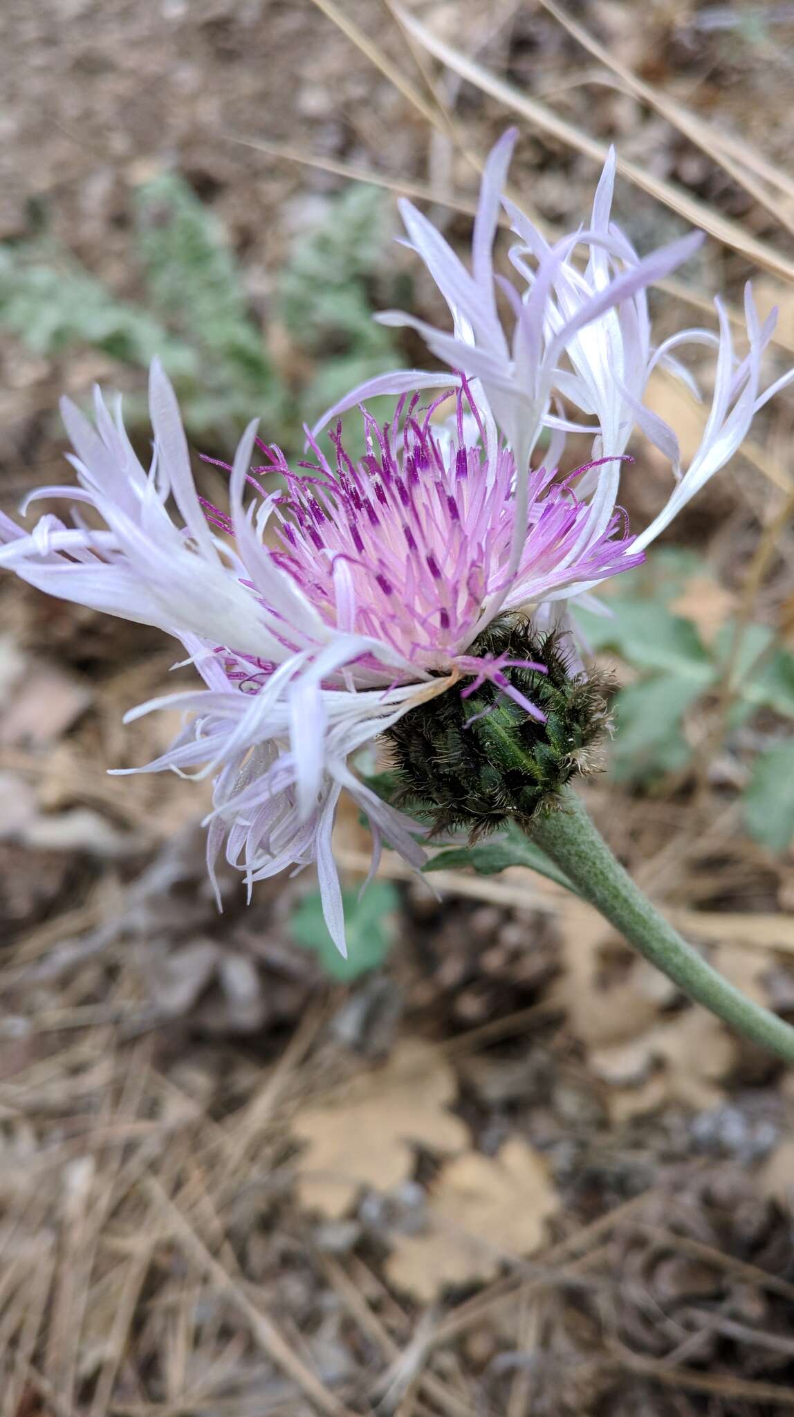 Image de Psephellus declinatus C. Koch