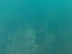 Image of Scissortail damselfish