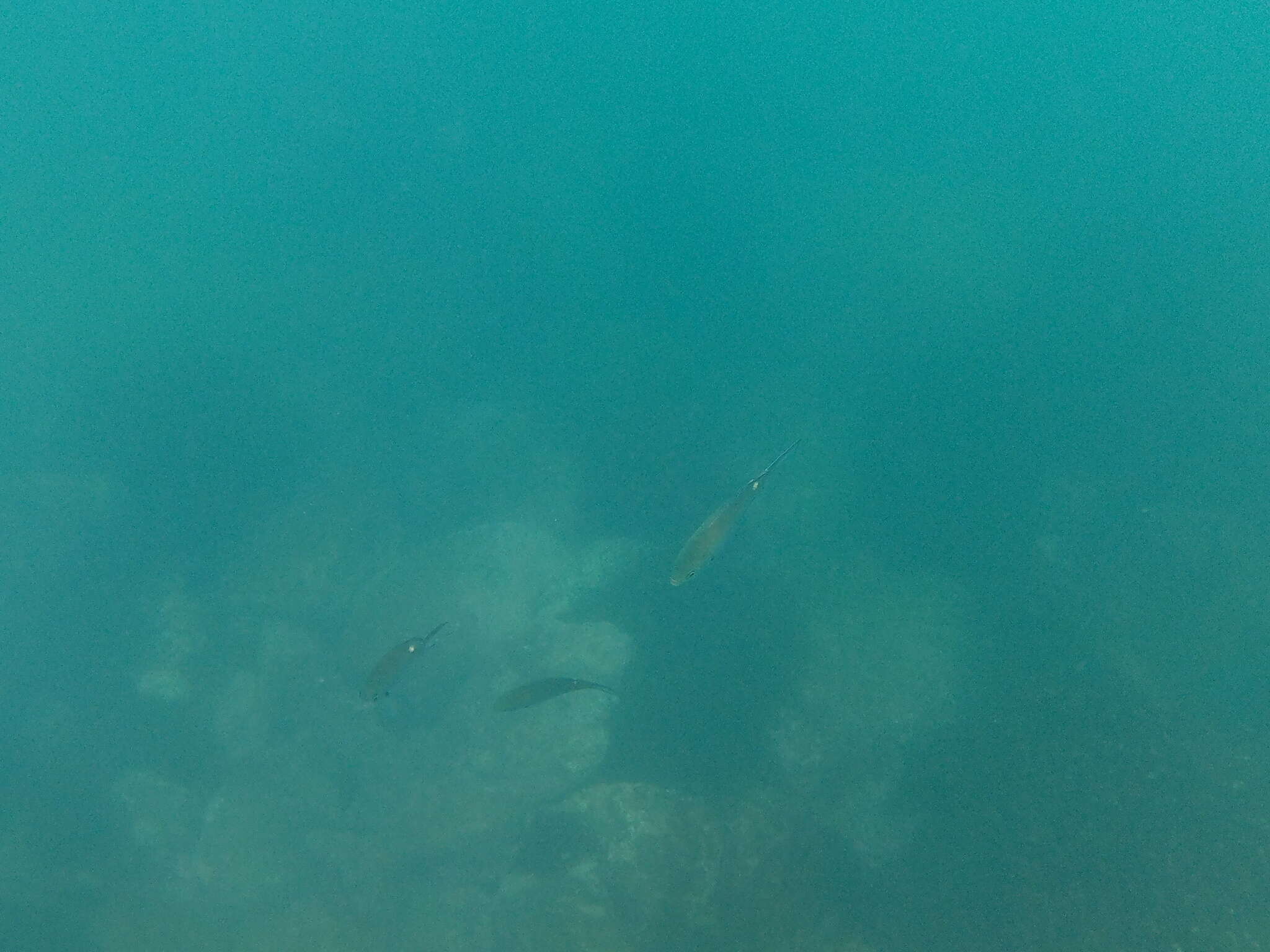 Image of Scissortail damselfish