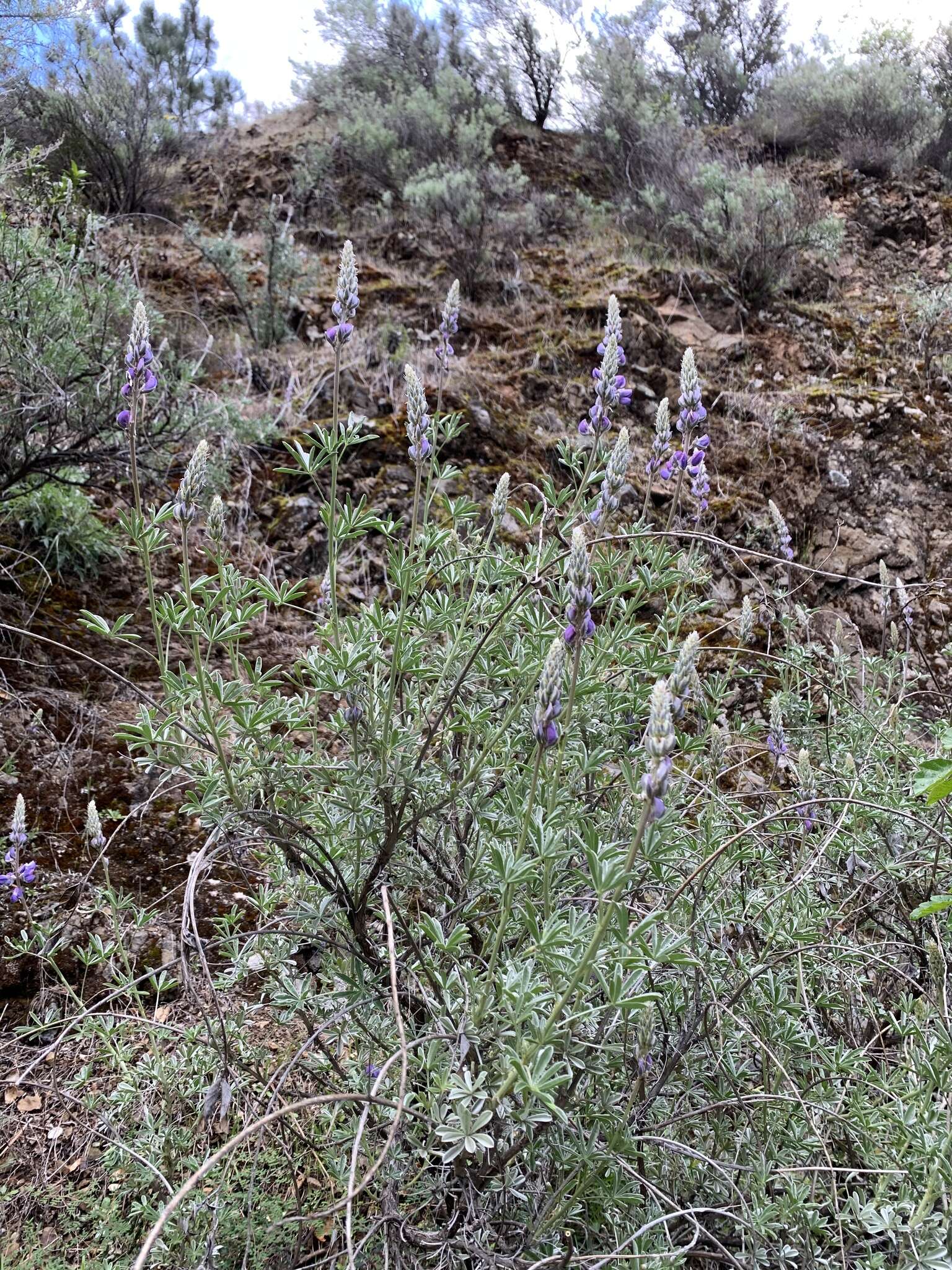 Lupinus albifrons var. albifrons的圖片