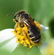 Image of Halictus poeyi Lepeletier 1841