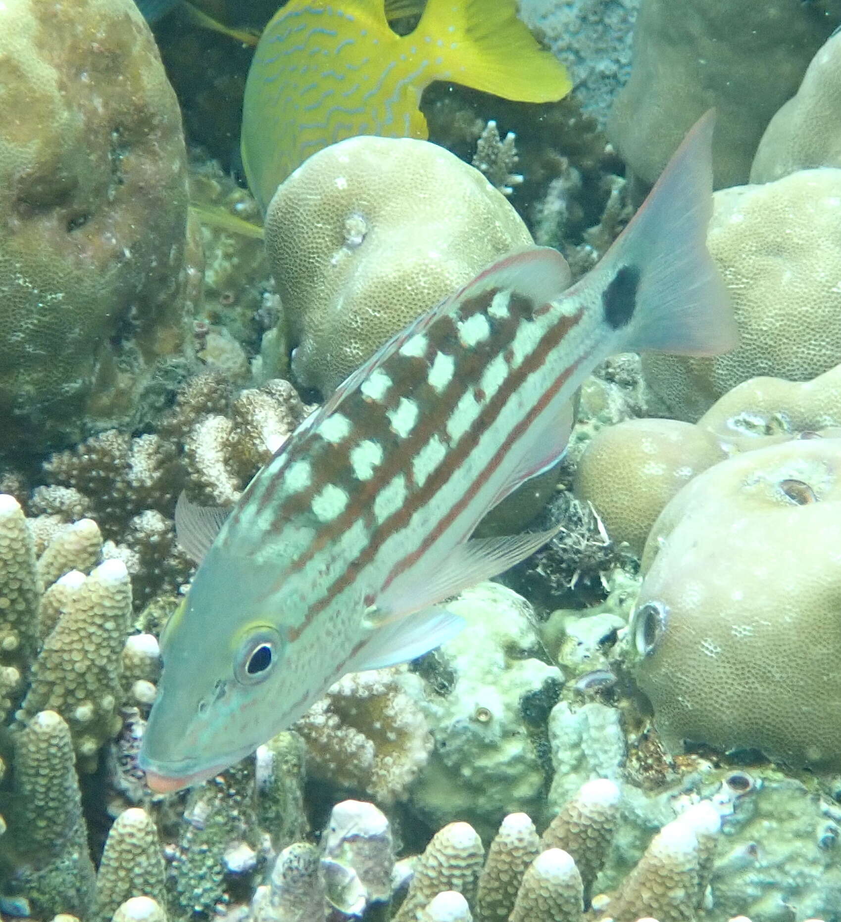 Image of Checkered Seaperch