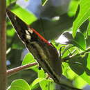 Charaxes xiphares occidentalis van Son 1953 resmi