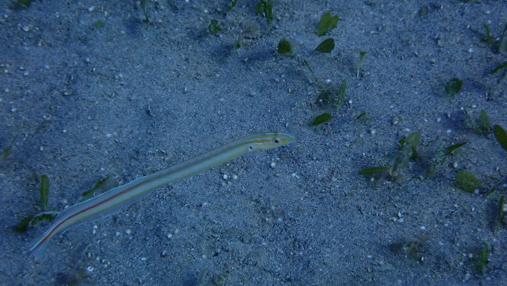 Image of Gunnellichthys monostigma