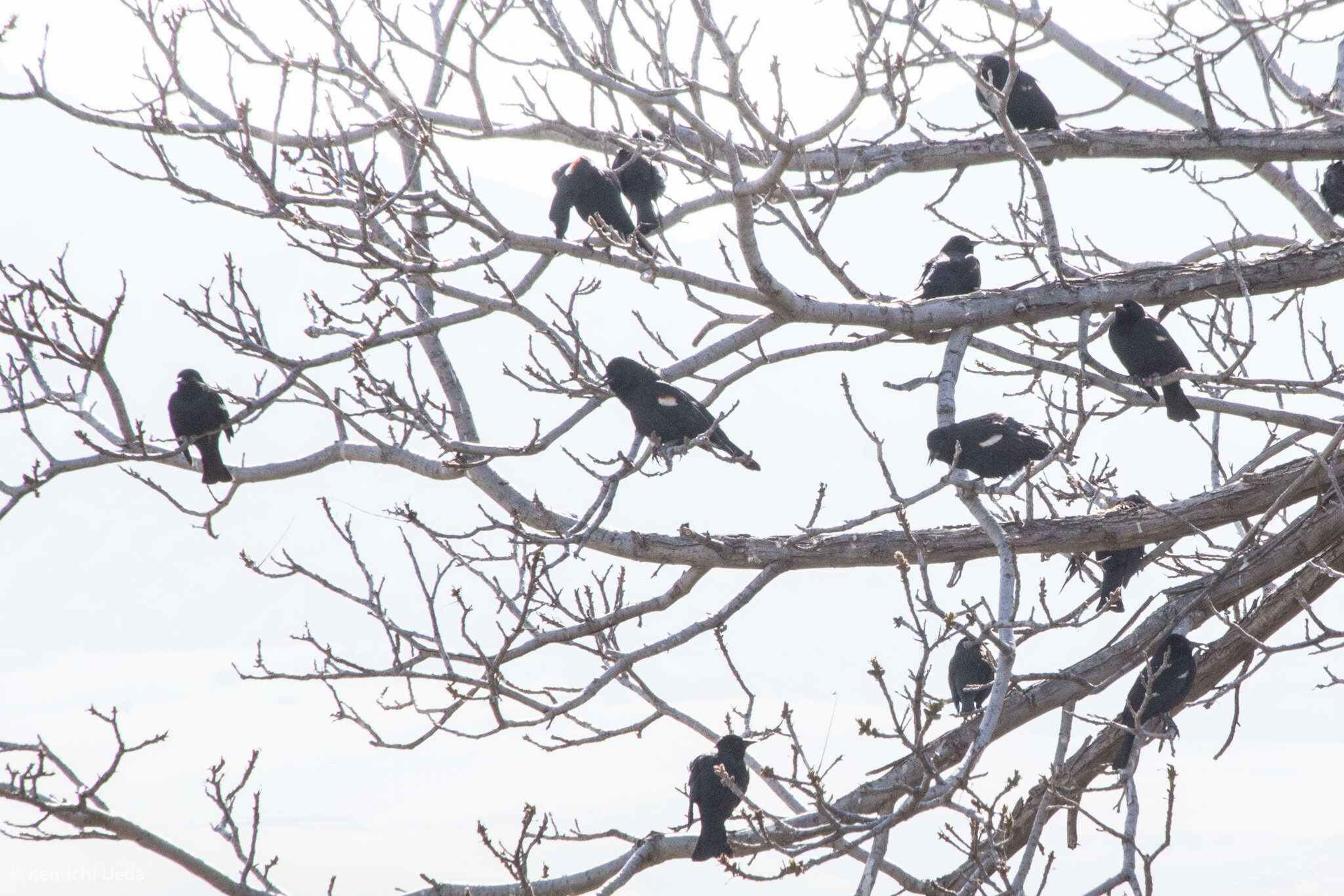 Image of Tricolored Blackbird