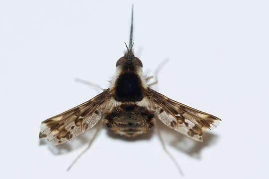 Image of Bombylius pulchellus Loew 1863