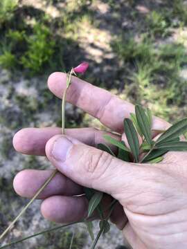 Image of Florida hoarypea