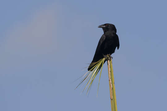 Image of White-necked Crow