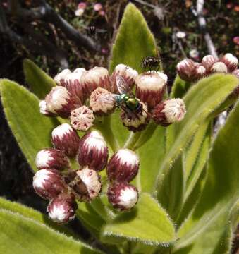 Image de Psiadia anchusifolia (Poir.) Cordem.