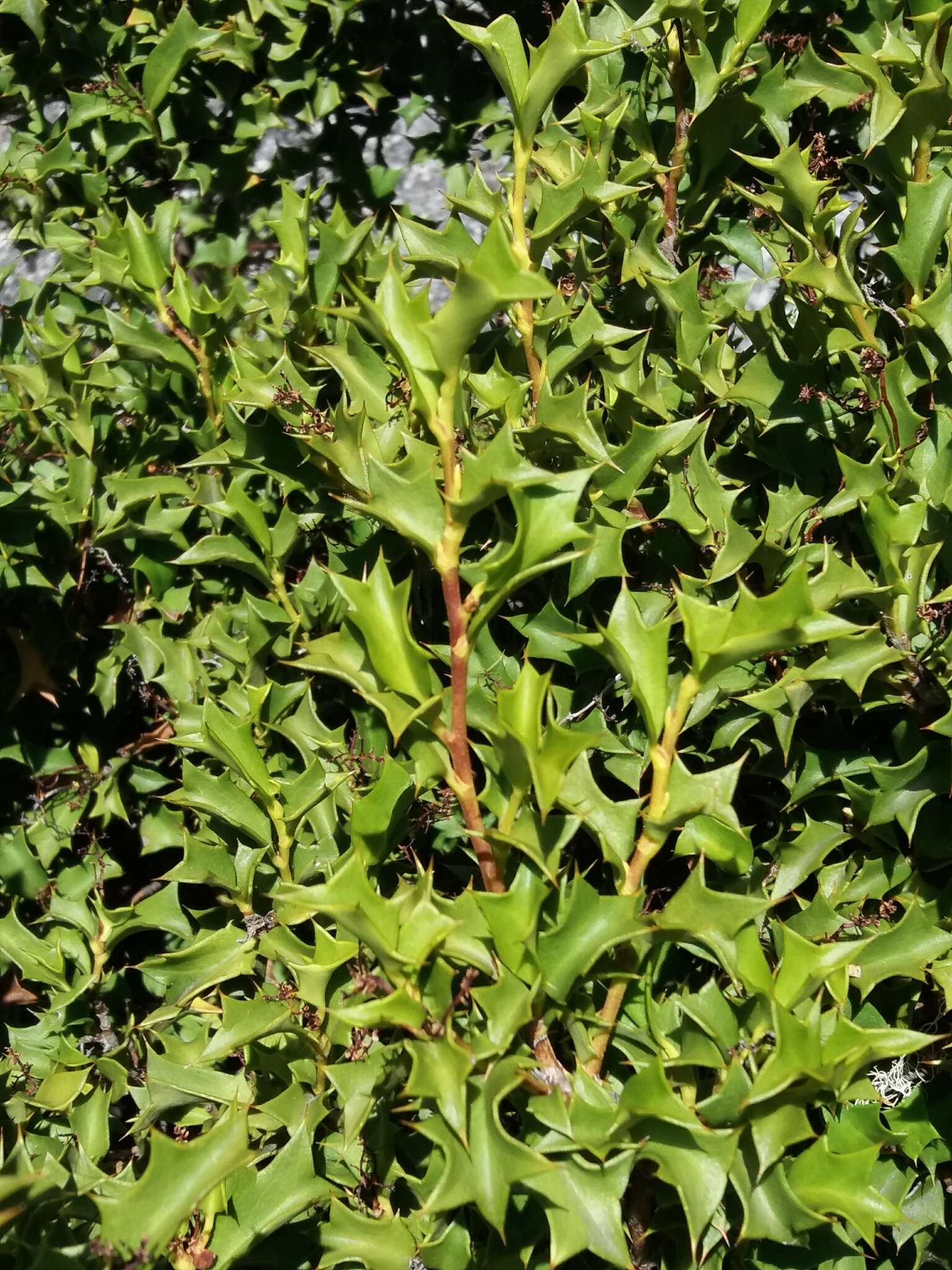 Griselinia jodinifolia (Griseb.) Taub.的圖片