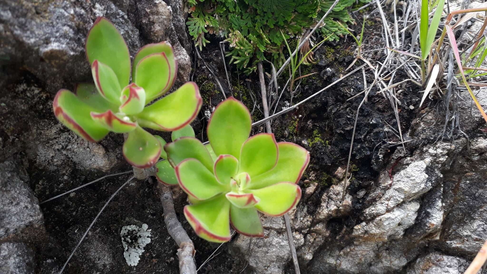 Image of Echeveria zorzaniana J. Reyes & Brachet