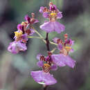 Imagem de Tolumnia variegata (Sw.) Braem