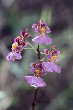 Imagem de Tolumnia variegata (Sw.) Braem