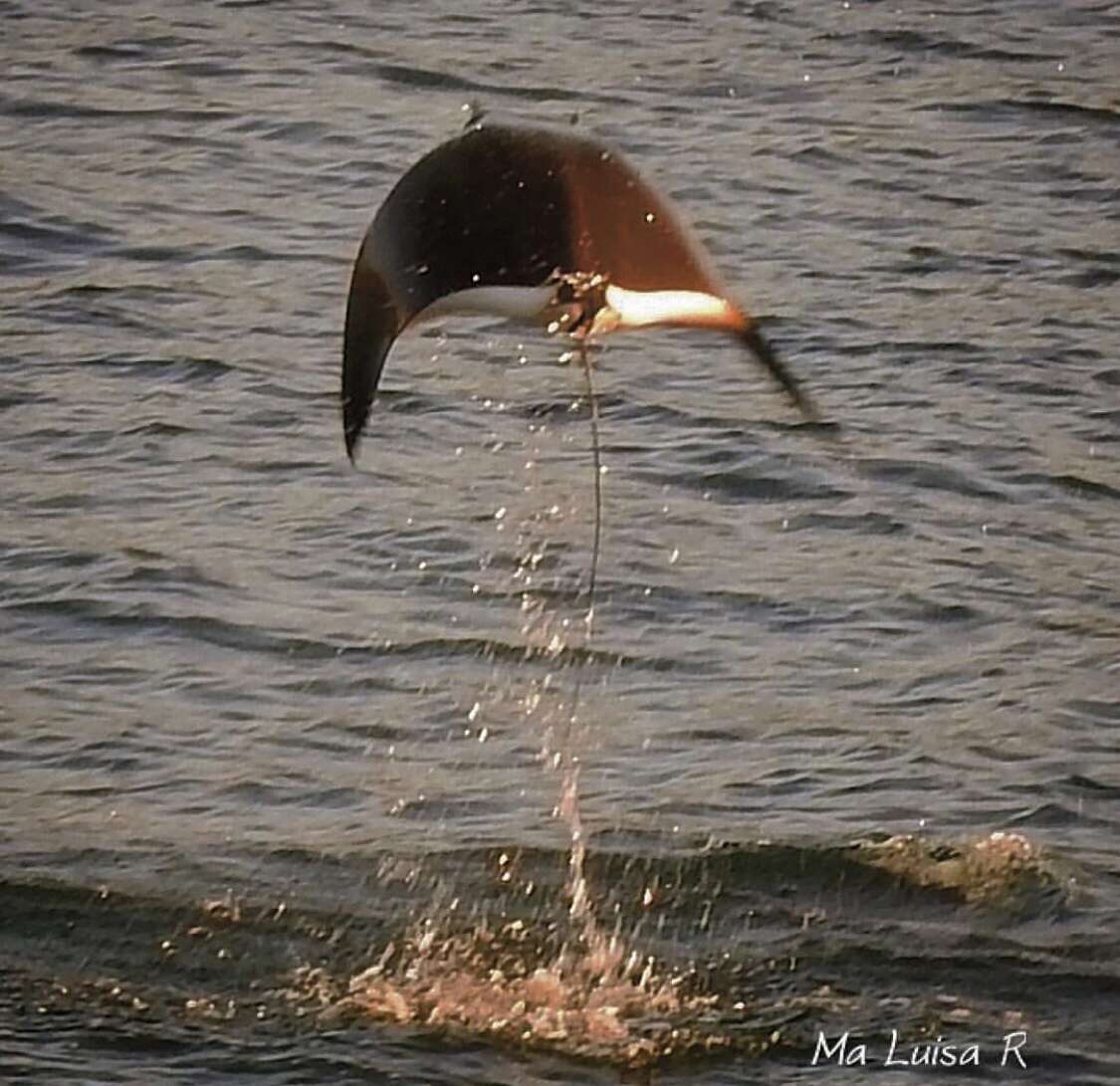 Image of Munk&#39;s devil ray