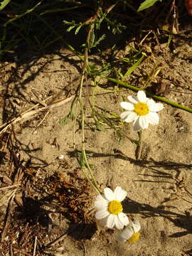 صورة Anthemis maritima L.