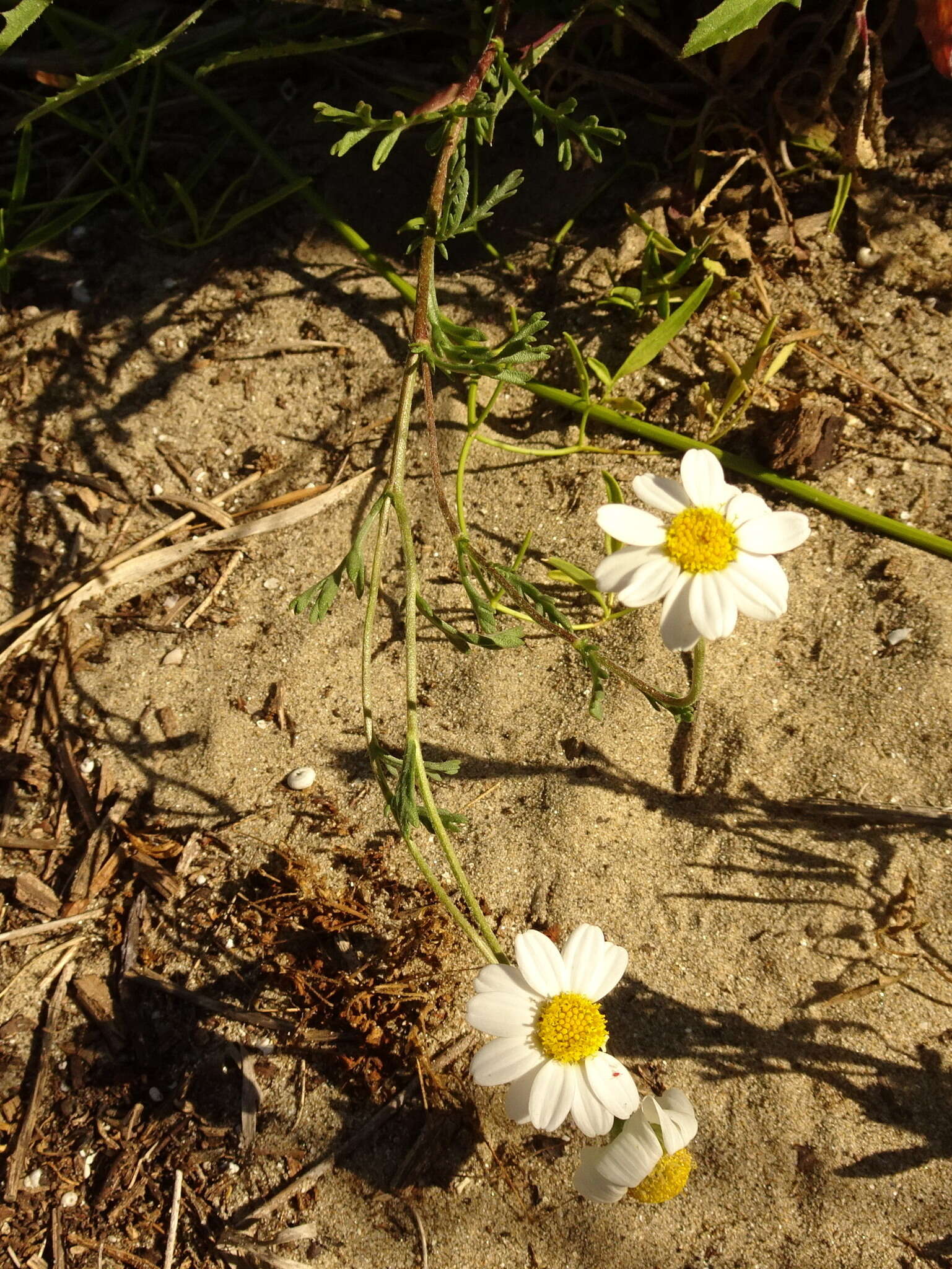 Слика од Anthemis maritima L.