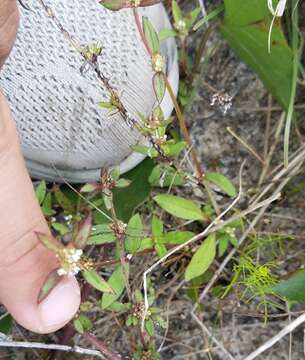 Image of Florida false buttonweed