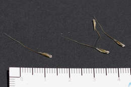 Image of Australian wallaby grass