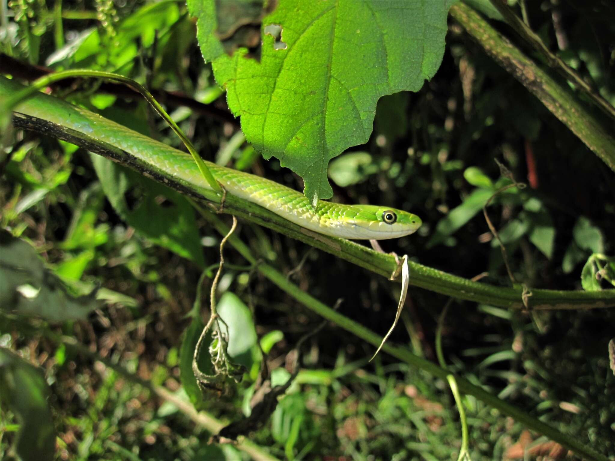 Plancia ëd Opheodrys aestivus aestivus (Linnaeus 1766)