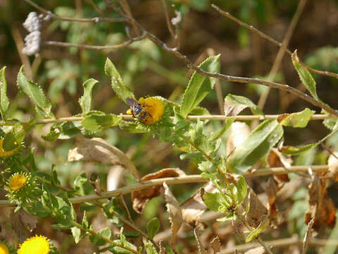 Grindelia squarrosa (Pursh) Dunal resmi