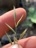 Image of flattened oatgrass