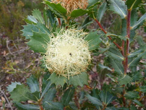 Image of Banksia obovata A. R. Mast & K. R. Thiele