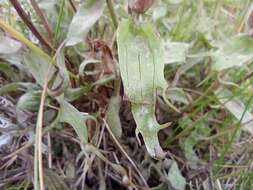 Image of Castilleja arctica Krylov & Sergievsk.