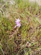 Image of Geissorhiza purpurascens Goldblatt