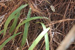 Image of Oncidium graminifolium (Lindl.) Lindl.