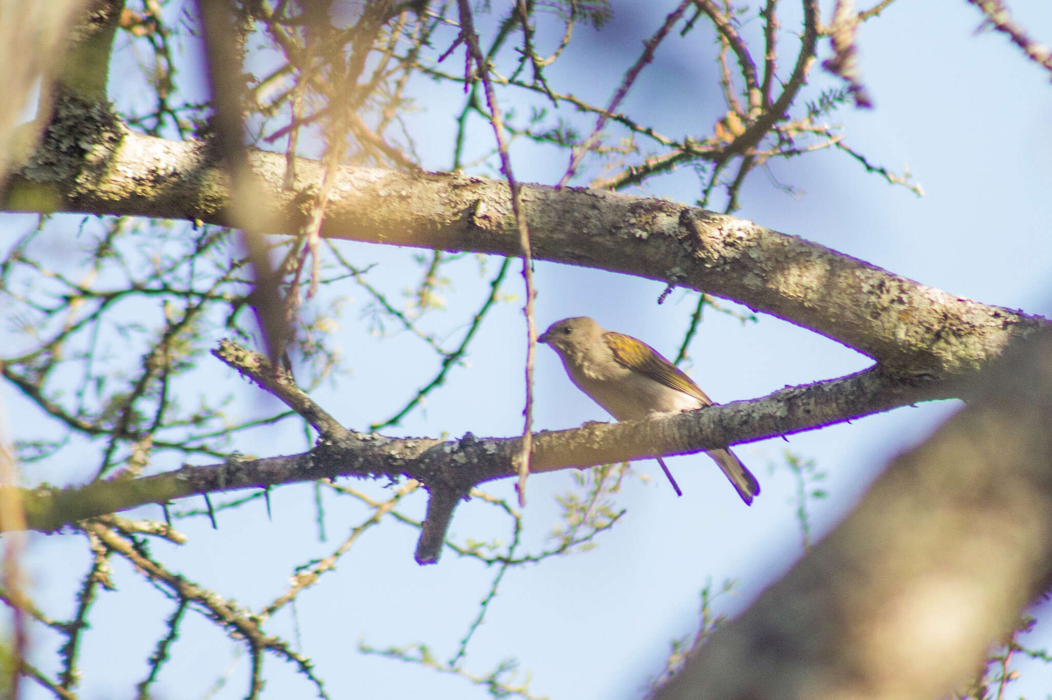 Image of Lesser Honeyguide