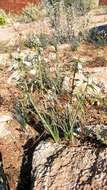 Image of Albuca consanguinea (Kunth) J. C. Manning & Goldblatt