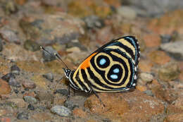 Image of Catagramma tolima Hewitson 1852