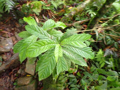 Image of Helicia formosana Hemsl.