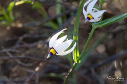 Image of Walleria gracilis (Salisb.) S. Carter