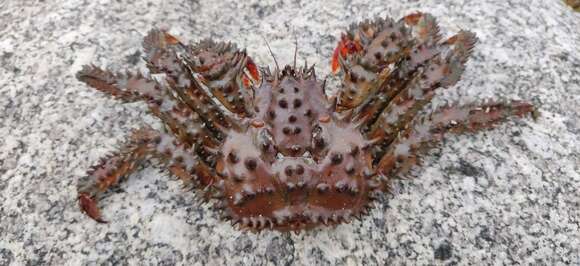 Image of Brown king crab