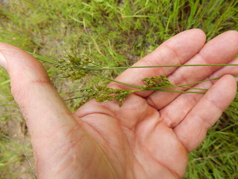 Imagem de Juncus interior Wiegand